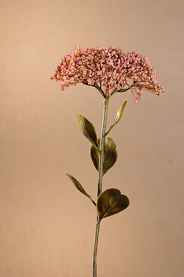 SEDUM SEC PLEINE FLEUR 46 cm vieux rose