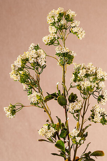 MINI FLEURS blanc