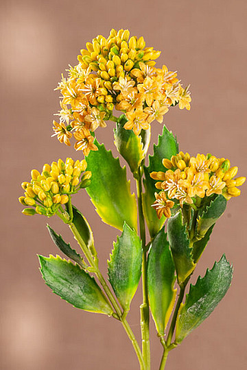 JAUNE KALANCHOÉ