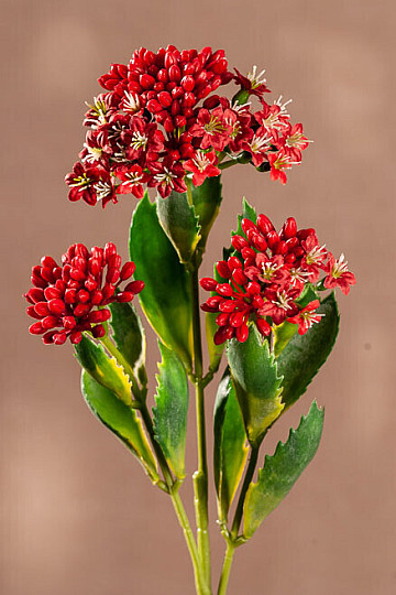 KALANCHOÉ ROUGE