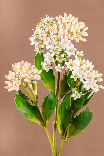 KALANCHOÉ BLANC