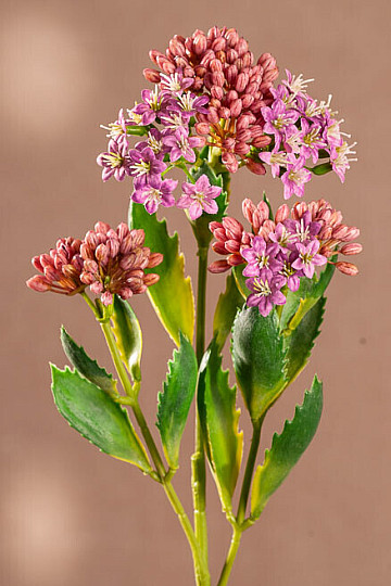 KALANCHOÉ VIOLET