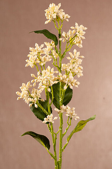 WHITE VIBURNUM TINUS