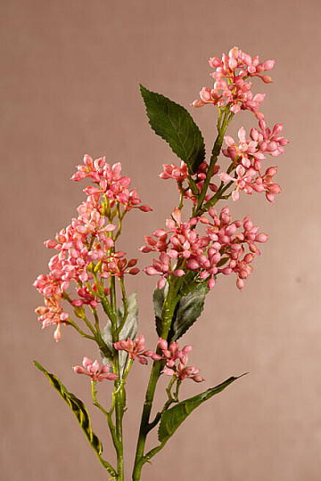 VIBURNUM TINUS ROSE
