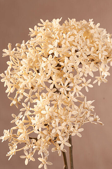 FLEUR DE COURONNE SÈCHE BLANCHE