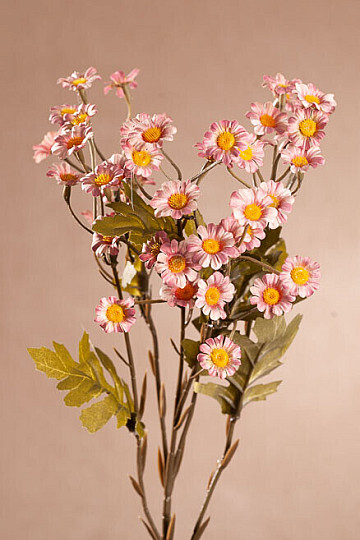 MINI MARGUERITE ROSE