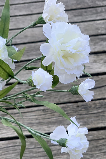 OEILLET BLANC