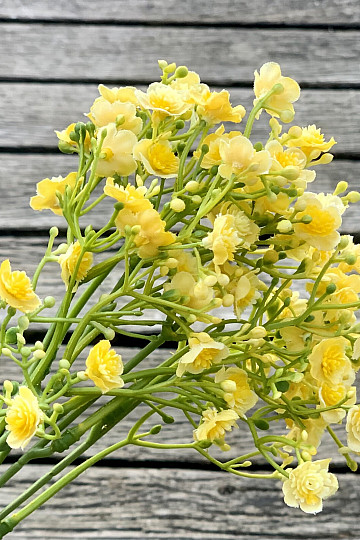 GYPSE SPRAY JAUNE