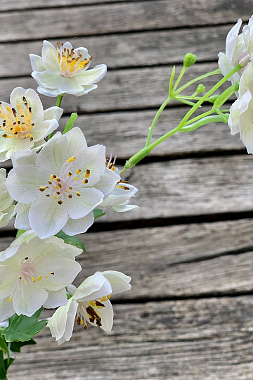 FLEUR SAUVAGE BLANCHE