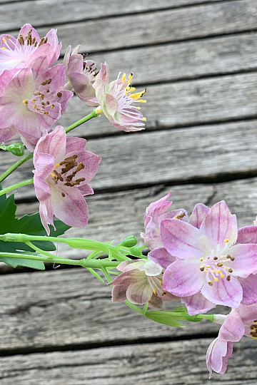 FLEUR SAUVAGE ROSE