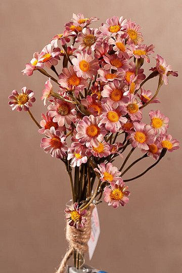 CAMOMILLE ROSE