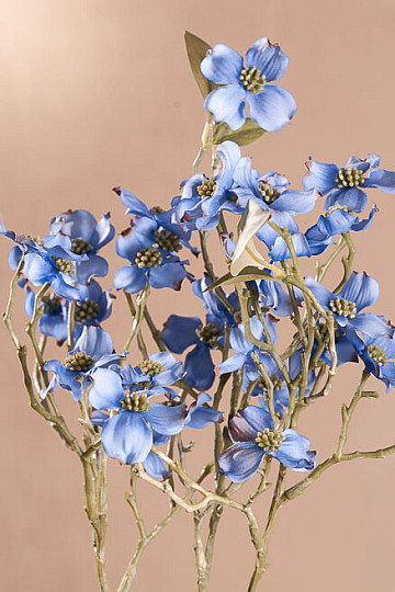 CORNOUILLIER BLEU
