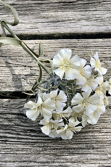 ŒILLET BLANC