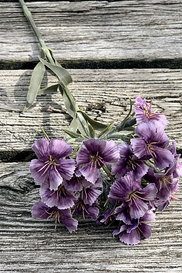 ŒILLET VIOLET