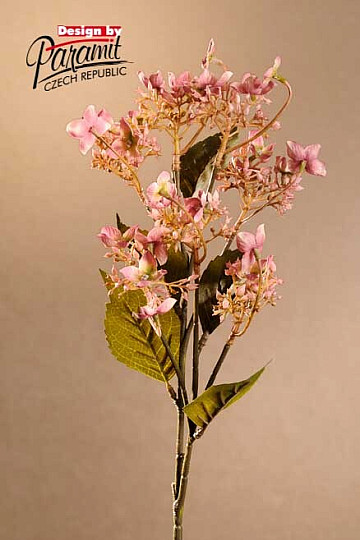 HORTENSIAS SAUVAGES ROSE