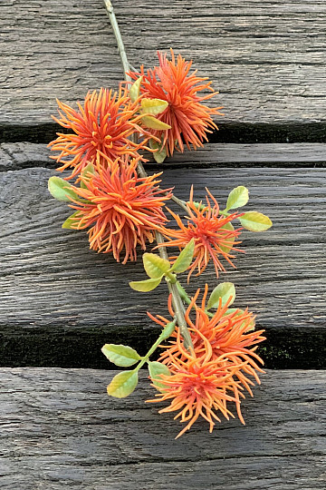 ORANGE ÉPAIS