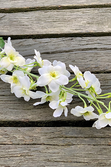 DELPHINIUM BLANC