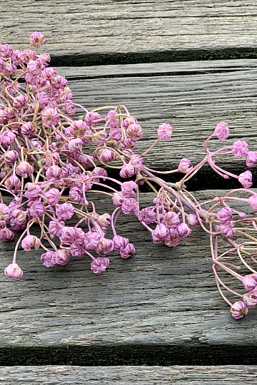 GYPSOPHYLLA VIOLETTE