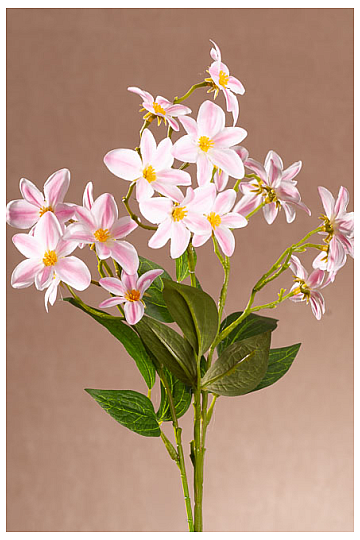 CLÉMATIS ROSE ET BLANC