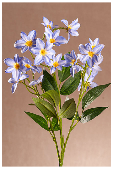 CLÉMATIS BLEU