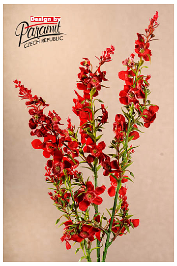 PATTE ROUGE