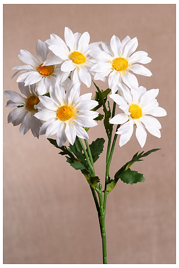 bouquet de gazanias blanches