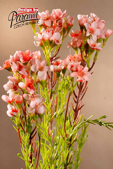 Waxflower rose sacré 79 cm