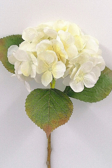 Hortensia blanc 48 cm