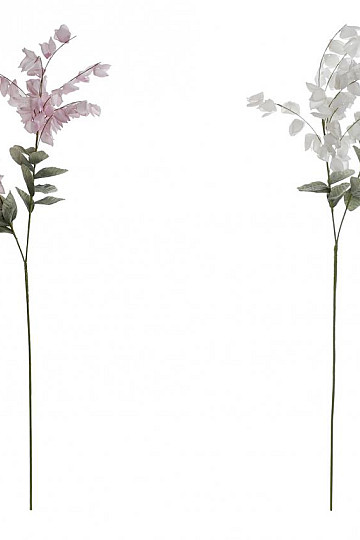 Glycine 126 cm