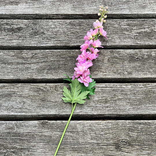 Delphinium rose 79 cm
