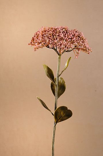 SEDUM SEC PLEINE FLEUR 46 cm vieux rose