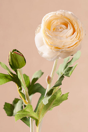 Colophane blanche