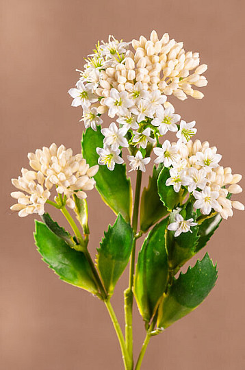 KALANCHOÉ BLANC