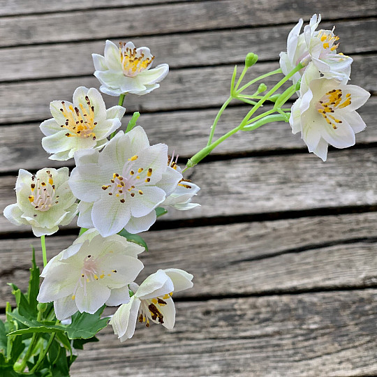 FLEUR SAUVAGE BLANCHE