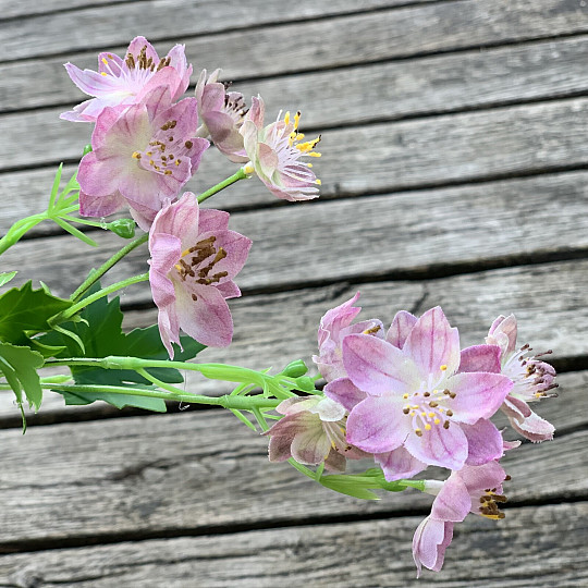 FLEUR SAUVAGE ROSE