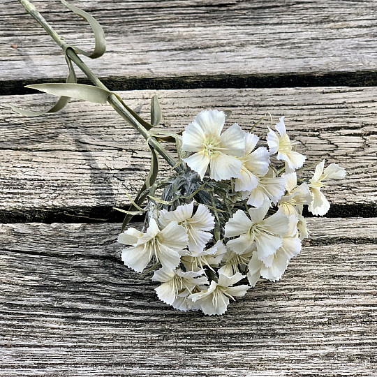 ŒILLET BLANC