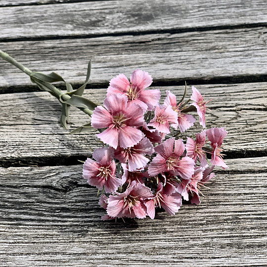 ŒILLET ROSE