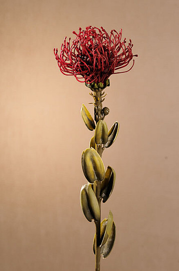 PETITE PROTEA ROUGE SÈCHE