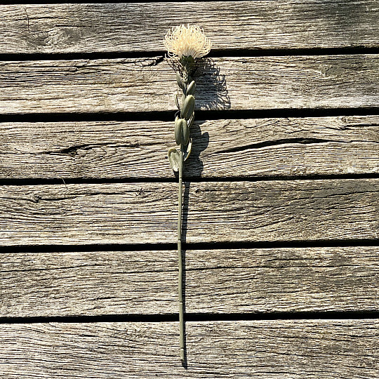 PETITE PROTEA BLANCHE SÈCHE