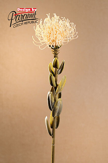 PETITE PROTEA BLANCHE SÈCHE