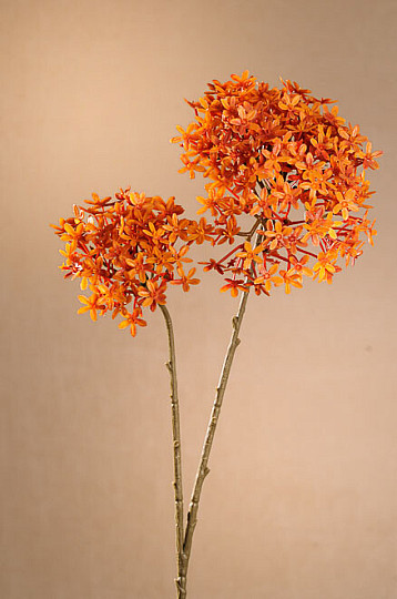 FLEUR DE COURONNE SÈCHE ORANGER