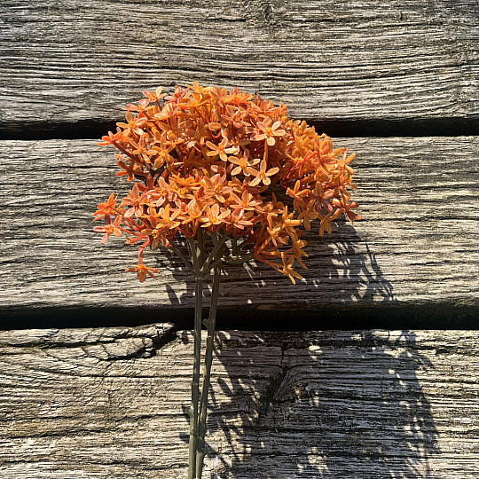 FLEUR DE COURONNE SÈCHE ORANGER