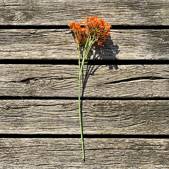 SPRAY DE GYPSE ORANGE