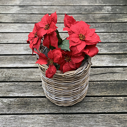 Rose de Noël TRS ROUGE