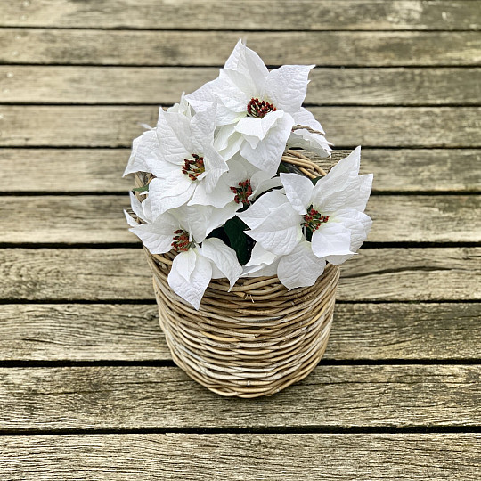 Rose de Noël TRS BLANC