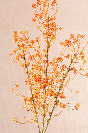 GYPSOPHYLLE ORANGE