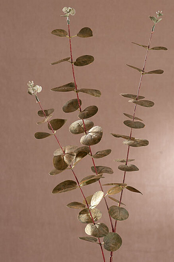 EUCALYPTUS doré