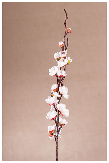 PRINTEMPS DU CERISIER BLANC