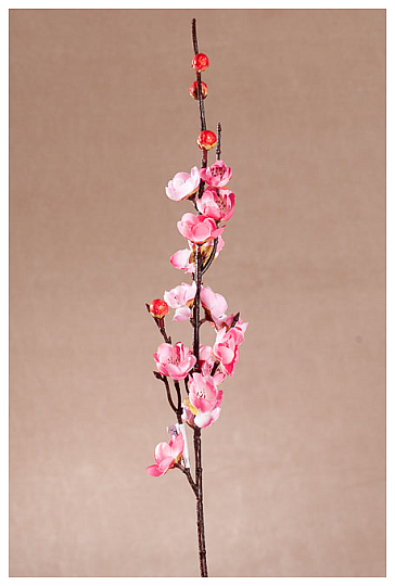 CERISE ROSE DE PRINTEMPS