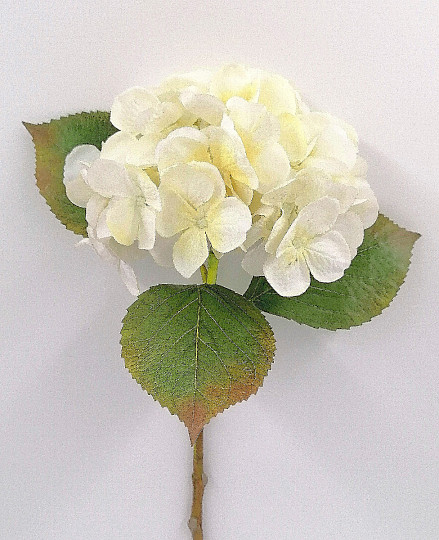 Hortensia blanc 48 cm
